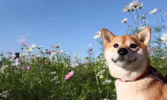 秋田犬的價格是多少 日本純種秋田犬多少錢一只1