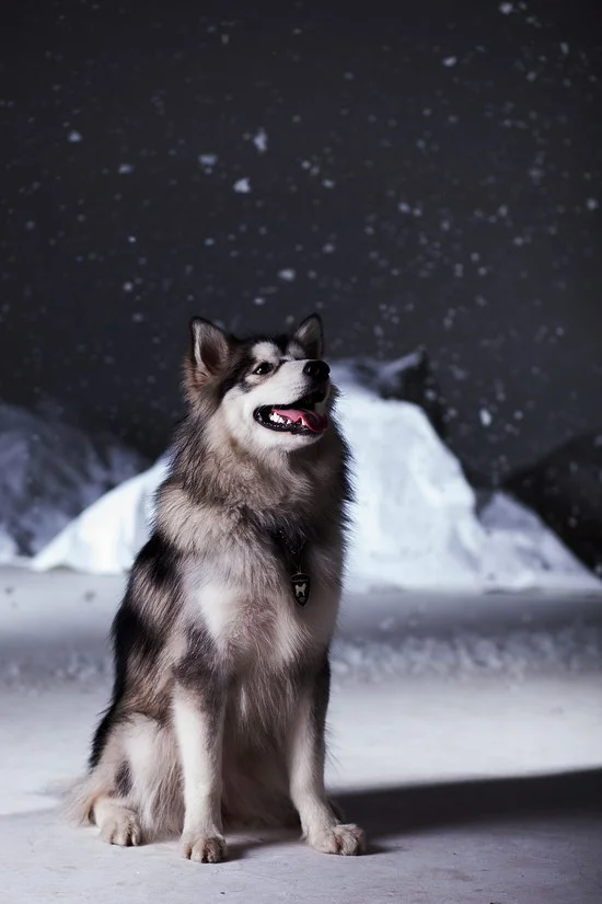 阿拉斯加犬怎么養 阿拉斯加雪橇犬養殖方法