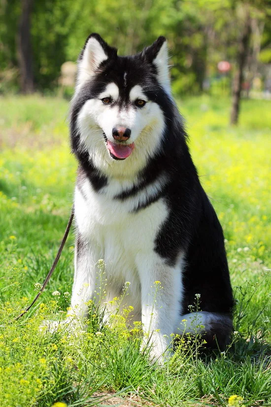 阿拉斯加犬怎么養 阿拉斯加雪橇犬養殖方法0