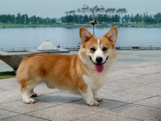 柯基犬怎么看純不純 純種柯基犬挑選方法2