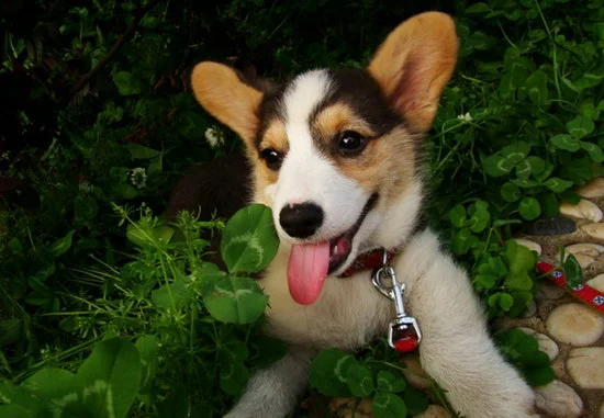 柯基犬怎么看純不純 純種柯基犬挑選方法1