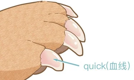 怎么幫狗狗剪指甲 給狗狗剪指甲方法4