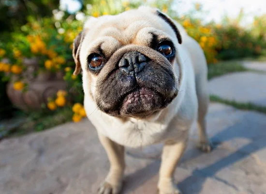 巴哥犬好養嗎 八哥犬好不好養1