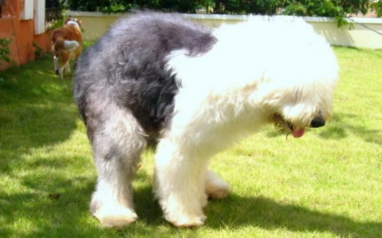 古牧犬怎么養 古代牧羊犬飼養方法1