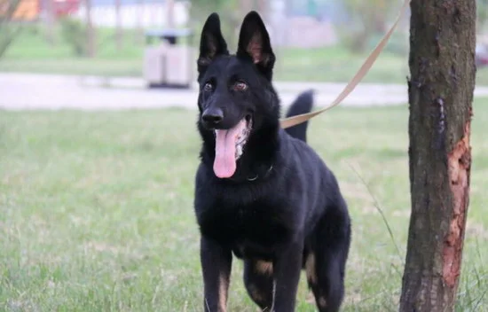 東德牧羊犬幼犬價格是多少錢一只 東德牧羊犬價格介紹1