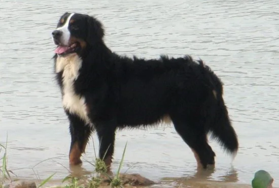 伯恩山犬怎么養健康 伯恩山犬飼養方法2