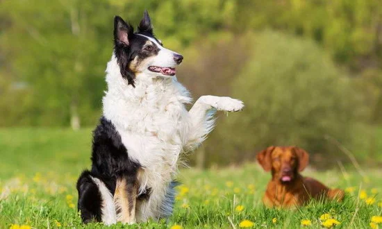 邊境牧羊犬好養嗎 掉毛嚴重嗎2