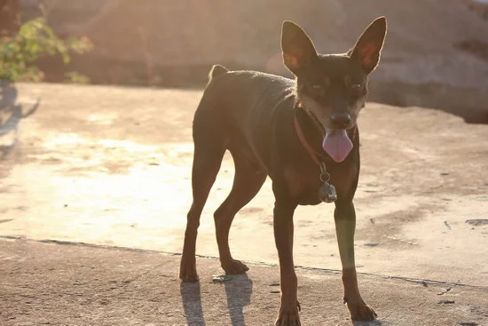 小鹿犬價(jià)格是多少錢 小鹿犬多少錢一只