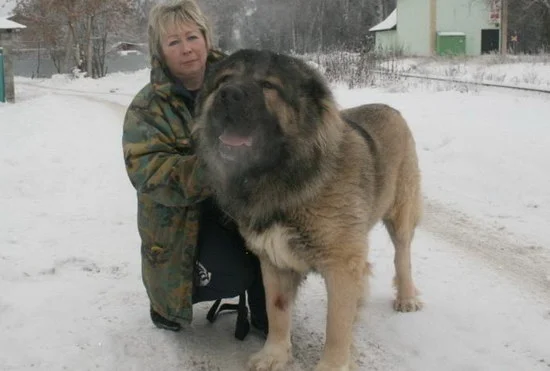 高加索犬怎么看純不純 純種高加索犬鑒別方法0