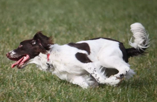 史賓格犬怎么養(yǎng) 英國史賓格犬飼養(yǎng)方法及注意事項3