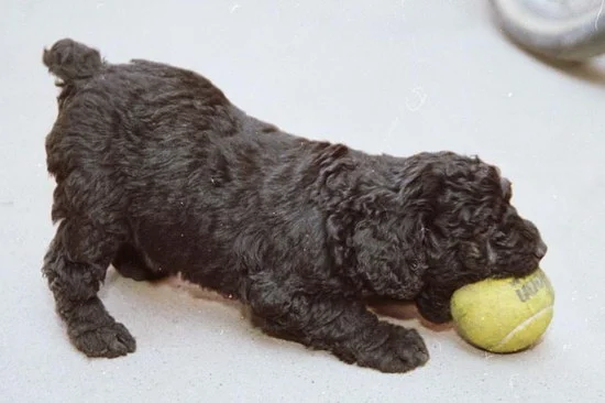 匈牙利牧羊犬怎么看純不純 純種匈牙利牧羊犬品相查看方法3