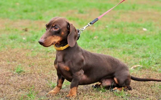 臘腸犬價格介紹 臘腸犬多少錢一只1