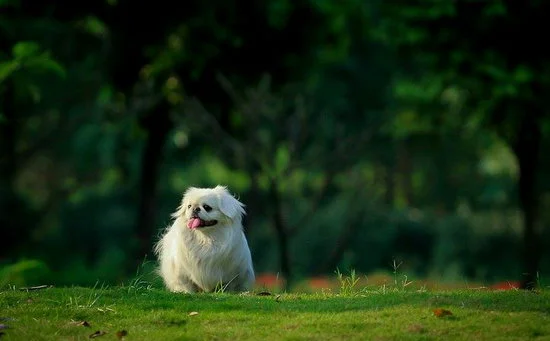 北京犬怎么訓練 北京犬訓練教程1