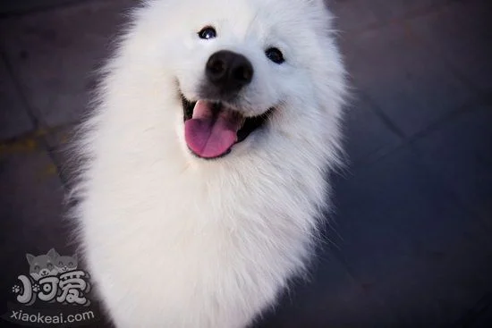 薩摩耶幼犬怎么養 薩摩耶幼犬喂養方法及注意事項1