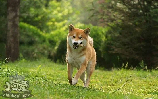 柴犬怎么養(yǎng) 柴犬飼養(yǎng)心得1