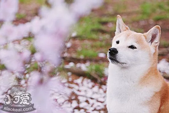 柴犬怎么預防感冒 柴犬預防感冒做法