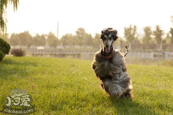 阿富汗獵犬怎么訓練 阿富汗獵犬訓練教程1