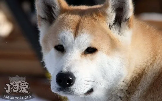 秋田犬什么時候開始訓練最好 秋田犬最佳訓練時間1