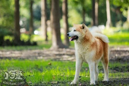 秋田犬嘔吐拉稀怎么辦 秋田犬拉稀嘔吐治療方法1