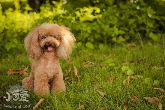 貴賓犬怎么訓練大小便 貴賓犬定點上廁所訓練教程