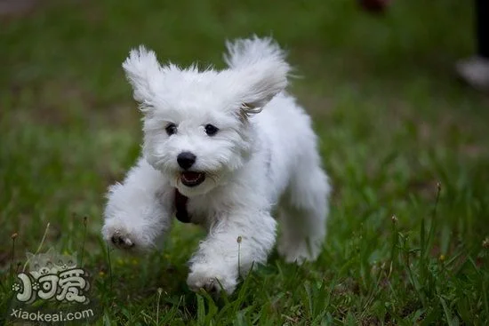 比熊犬怎么驅蟲 比熊犬驅蟲用什么藥好