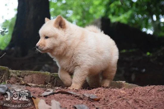 中華田園犬怎么洗澡 中華田園犬洗澡注意事項1