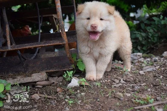 中華田園犬怎么洗澡 中華田園犬洗澡注意事項2