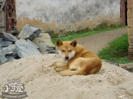 中華田園犬吃土怎么回事 土狗吃土原因及解決方法