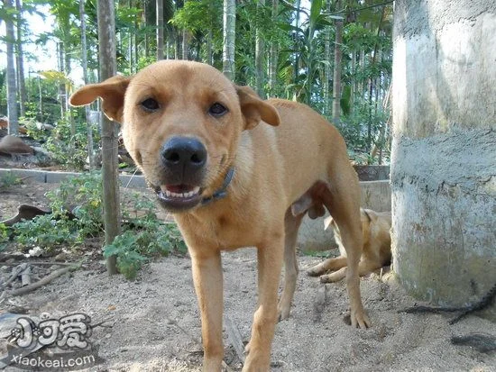 中華田園犬吐黃水怎么辦 中華田園犬吐黃水解決方法