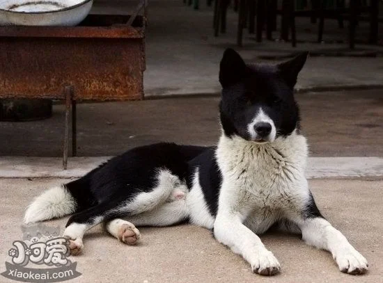 中華田園犬消化不良怎么治 土狗消化不良解決方法