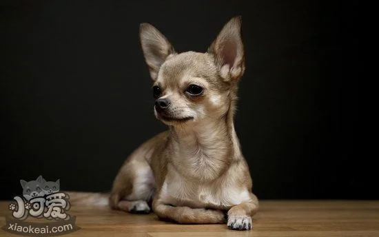 吉娃娃幼犬吃什么好 一兩個月的吉娃娃幼犬喂養注意事項1