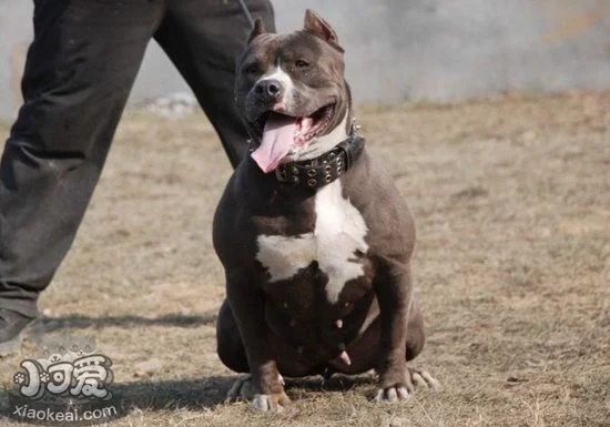 美國惡霸犬幼犬什么時(shí)候斷奶 惡霸犬幼犬怎么斷奶方法1