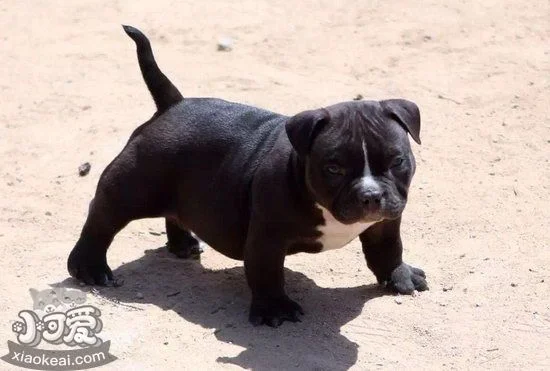 美國惡霸犬幼犬怎么驅蟲 美國惡霸犬驅蟲方法