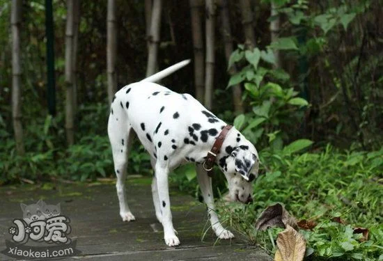 斑點狗得了細小怎么辦 大麥町犬細小病毒治療方法1