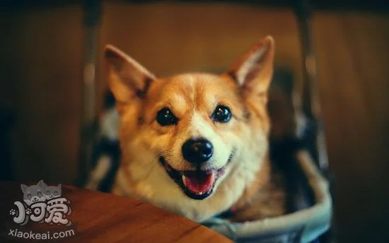 柯基怎么補鈣 柯基犬補鈣方法