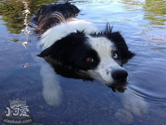 邊境牧羊犬毛發怎么梳理 牧梳理毛發方法1