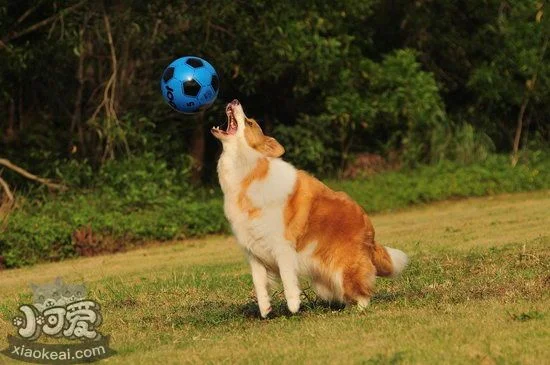 邊境牧羊犬怎么洗澡 邊牧洗澡流程