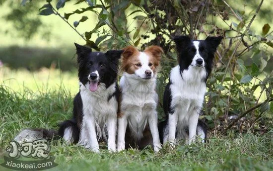 邊牧耳朵怎么清理 邊境牧羊犬耳朵清理方法1