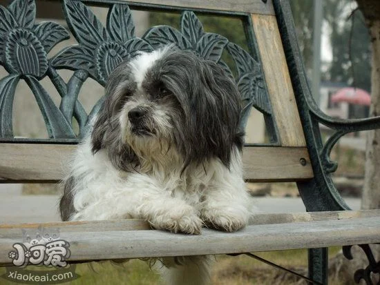 西施犬吃什么狗糧好 西施犬狗糧選擇推薦1