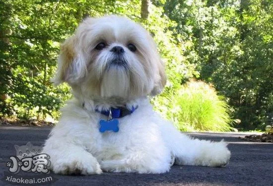 西施犬對噪音恐懼怎么辦 西施犬消除噪音恐懼方法1