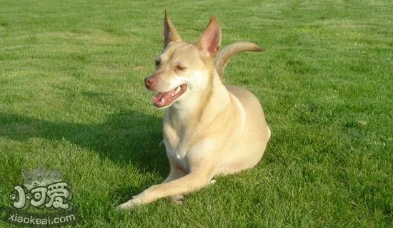 法老王獵犬掉毛厲害怎么辦 法老王獵犬掉毛嚴(yán)重解決方法1