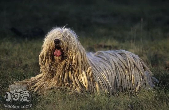 如何給可蒙犬剪指甲 可蒙犬剪指甲步驟流程1