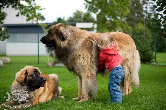 蘭波格犬吃什么好 蘭波格犬狗糧選擇推薦1