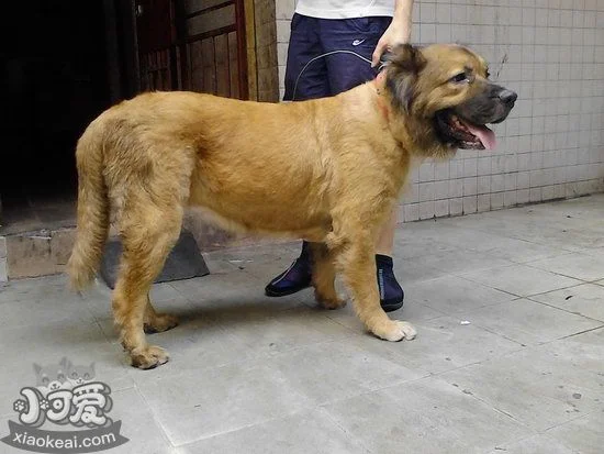 蘭波格犬怎么洗澡 蘭波格犬洗澡流程1