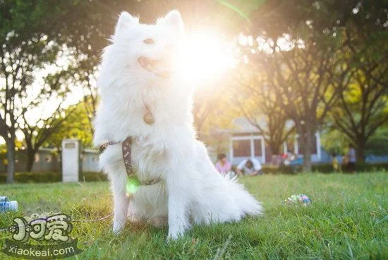 銀狐犬拒食怎么訓練 銀狐犬拒食訓練教程1