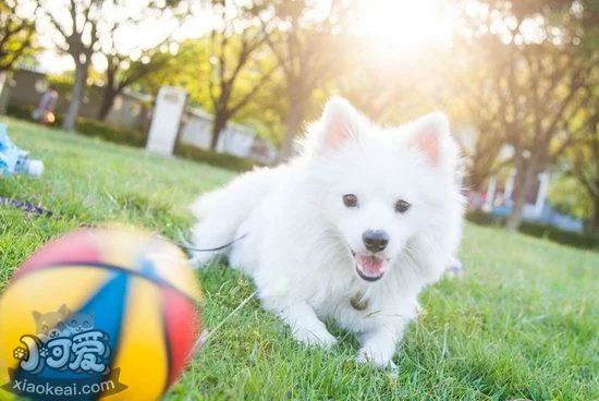 銀狐犬拉稀怎么辦 銀狐犬拉肚子解決方法1