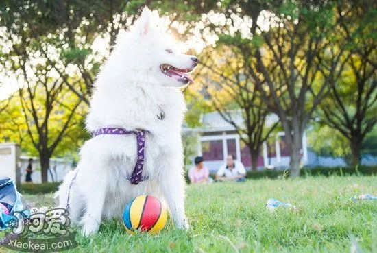 銀狐犬嘔吐怎么辦 銀狐犬嘔吐治療方法1