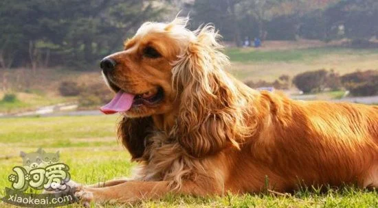 美國可卡犬怎么養 美國可卡犬飼養方法1