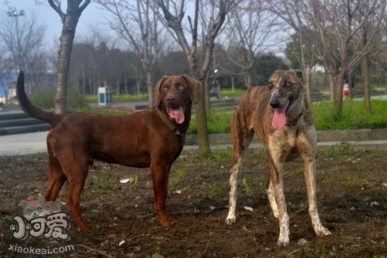 細犬剛出生怎么喂 剛出生的中國細犬喂養護理方法1