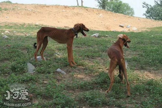 中國細犬注射疫苗不良反應解決方法1